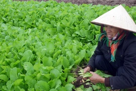 Giá rau tăng từng ngày vì… rét