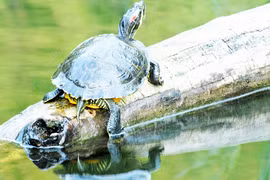 Lúng túng việc ngăn chặn sinh vật ngoại lai xâm hại