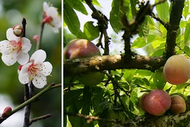 Thuần khiết mận trái mùa