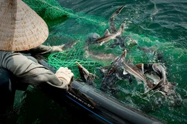 Phát hiện tồn dư kháng sinh, chất cấm trên cá tầm lậu