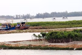 Ngao ngán tình người vì... ngao