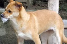 Thầy lang chữa bệnh dại do chó cắn: Chuyện hoang đường