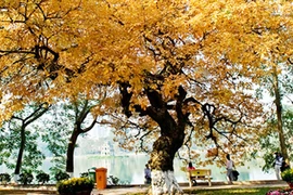 “Mùa thu Hà Nội - Paris”