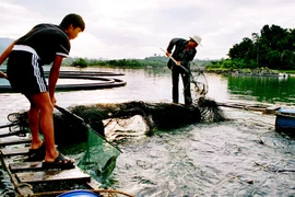Cá tầm lậu tồn dư chất tăng trọng