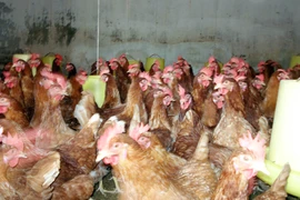 Cấm buôn bán gia cầm qua biên giới là cần thiết