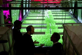 "Trang trại thẳng đứng" trong thành phố