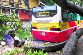 Hà Nội: Nhiều cây đổ khi mưa kéo dài