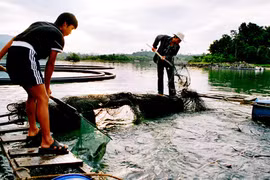 Cá tầm lậu tồn dư chất tăng trọng