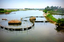 Trà Quế - đậm đà gia vị Hội An