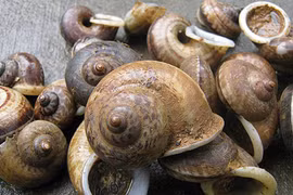 Ốc đá Suối Bàng