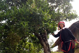 Huyền thoại rừng chè trên… mây