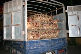 Cán bộ thú y tiếp tay gian thương 