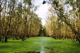 Rừng tràm Trà Sư mùa nước nổi