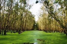 Rừng tràm Trà Sư mùa nước nổi