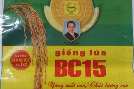 Sản xuất bao bì giả do thiếu hiểu biết