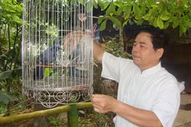 “Làm trai không sai bản xứ”