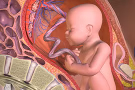 Lưu giữ tế bào gốc từ cuống dây rốn: Niềm tin vào điều kỳ diệu