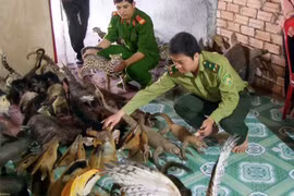 Phát hiện nhiều tiêu bản động vật hoang dã quý hiếm
