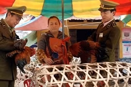 Nguồn lây virus cúm A/H7N9 vẫn bí ẩn