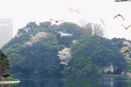 Những cánh cò chiều 