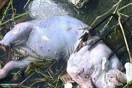 Trung Quốc: Lợn chết trôi kín sông Hoàng Phố