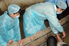 Vaccine lậu bán ngay gần Cục Thú y