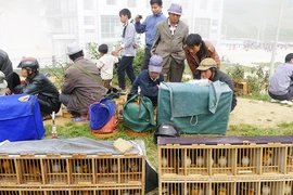 Chợ Họa Mi trên đường biên giới