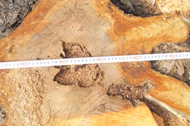 Chặt hạ cây xanh trái phép