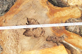 Chặt hạ cây xanh trái phép