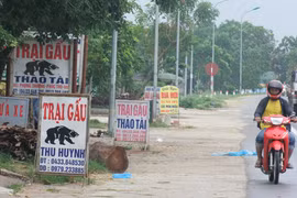 Mật ế, làng gấu hết thời