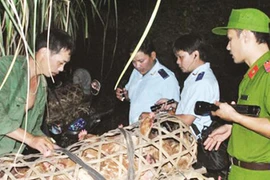 Liên tiếp bắt giữ các vụ vận chuyển gia cầm nhập lậu