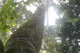 Xuyên rừng ngắm “cụ chè” nghìn tuổi