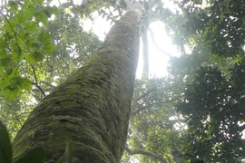 Xuyên rừng ngắm “cụ chè” nghìn tuổi