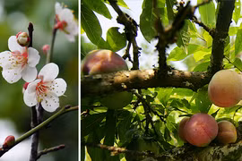 Thuần khiết mận trái mùa