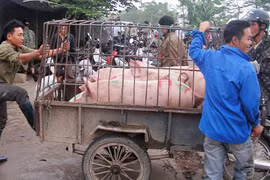 Độc đáo chợ lợn lớn nhất Việt Nam