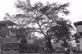 Sự thật về “thần đa” ở Thái Nguyên