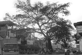 Sự thật về “thần đa” ở Thái Nguyên