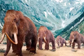 Đi xem răng Ma mút ở Hà Nội