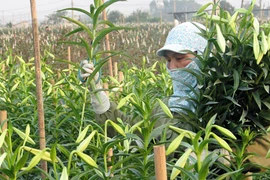 Đánh cược gia sản với hoa Trung Quốc