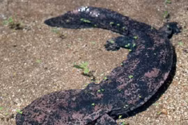 Trung Quốc điều tra quan chức ăn thịt kỳ nhông