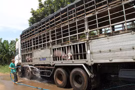 Trung Quốc dừng thu mua, giá lợn hơi chạm đáy