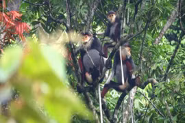 Hàng chục đàn vượn đen má trắng vừa được phát hiện tại Quảng Bình
