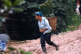 "Săn" lá dong rừng bán tết, thu nhập tiền triệu mỗi ngày