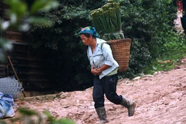 "Săn" lá dong rừng bán tết, thu nhập tiền triệu mỗi ngày