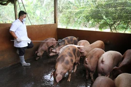 Xử phạt 30 triệu đồng đối với 2 trại heo sử dụng chất cấm 