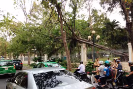 Cổ thụ bật gốc, nhiều người đi đường thoát chết trong gang tấc