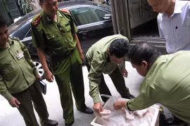 Phá vụ vận chuyển tai lợn thối thu mua từ Hà Nội đến Bắc Giang