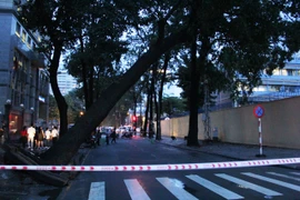 Cây cổ thụ bật gốc trong mưa, nhiều người đi đường thoát chết