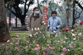 Vườn hồng khoe sắc tại không gian đi bộ hồ Thiền Quang