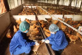 Hà Nội xử lý nghiêm các trường hợp không chủ động khai báo dịch cúm gia cầm 